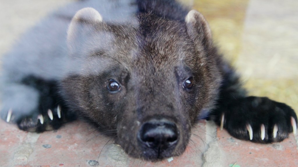 В Екатеринбургском зоопарке появился зверь, которого побаиваются даже медведи (ФОТО)