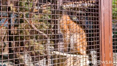 Бродячие собаки убили редких животных в зоопарке под Астраханью