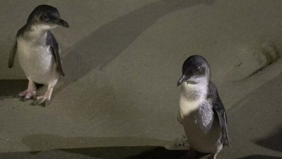 Самые маленькие в мире пингвины массово гибнут в Новой Зеландии от голода