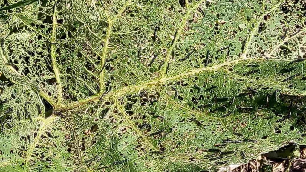 На тюменские деревни наступают гусеницы шелкопряда