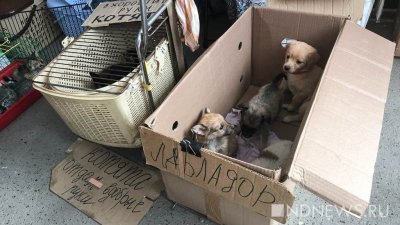 Предприимчивая екатеринбурженка продавала щенков из приютов под видом породистых собак