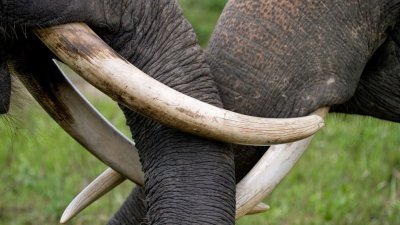 На Шри-Ланке слон напал на автобус с российскими туристами
