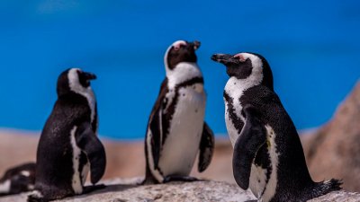 В Японии пингвины в океанариуме отказываются есть дешевую рыбу