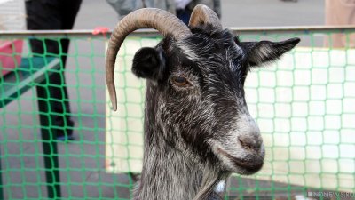 В уральском поселке завелись гламурные козы