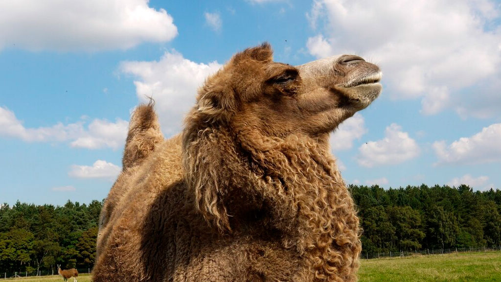 В зоопарке в США верблюд искусал сотрудников и стал фигурантом расследования