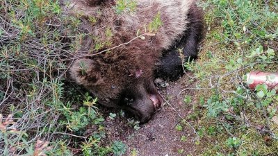 На Ямале мужчину загрыз медведь, которого он прикормил (ФОТО)