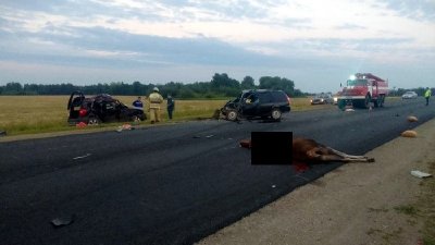 В Зауралье два водителя погибли в ДТП с лосем