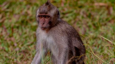 В Японии 42 человека пострадали от нападения диких обезьян