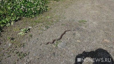 В Индии мужчина укусил напавшую на него ядовитую змею