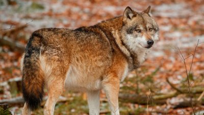 В Дагестане волк убил девятилетнего мальчика