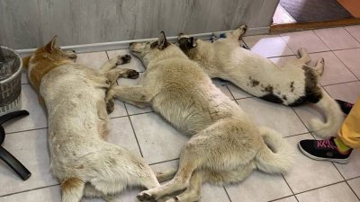 В Салехарде волонтёры подозревают массовое отравление собак