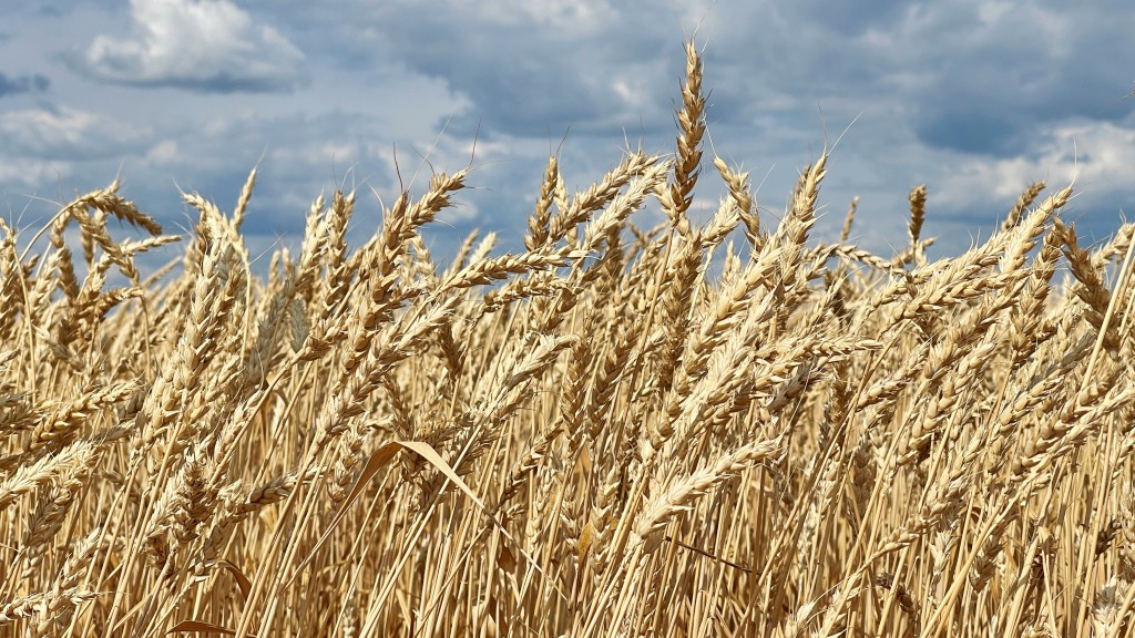 Украинские неонацисты сожгли почти 100 гектаров пшеницы в Запорожской области