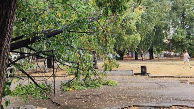На Плотинке ливнем и ветром повалило старые деревья (ФОТО)