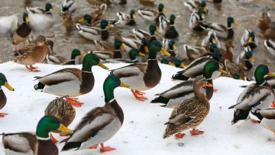 Могут не взлететь: московские власти просят не кормить водоплавающих птиц