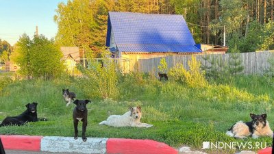 Новый каргапольский глава Ленков заявил, что на отлов бродячих собак нет денег