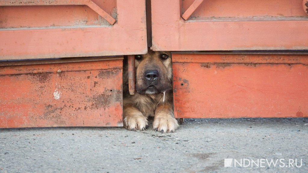 Власти Ямала заставят граждан регистрировать домашних животных