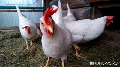 Производители просят ввести ограничения для граждан на содержание птицы на дачах