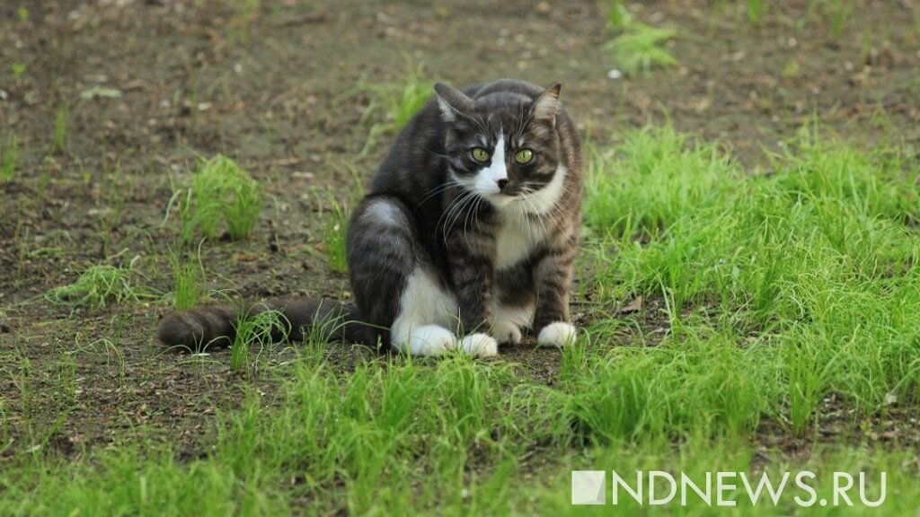 Более 300 бездомных котов уничтожили в ходе «благотворительной охоты» в Новой Зеландии