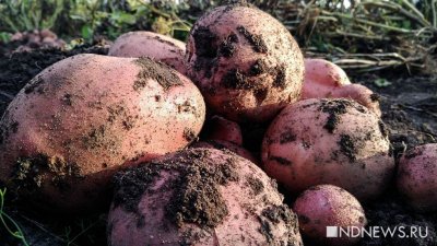 Семена овощей – импортные, картошка – своя. На Урале готовятся к посевной