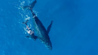 В Новой Зеландии туристы погибли после столкновения лодки с китом