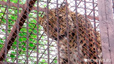 В Приморье дикий леопард напал на человека
