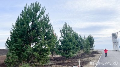 В Преображенском парке появились деревья (ФОТО)