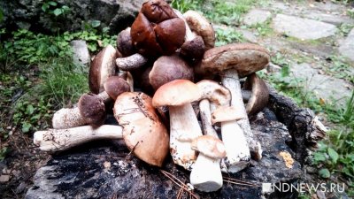 Екатеринбуржцы бойко торгуют грибами в интернете (ФОТО)