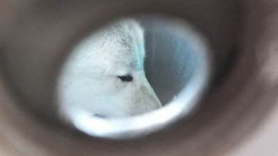 В Екатеринбург привезли полярного волка (ФОТО)