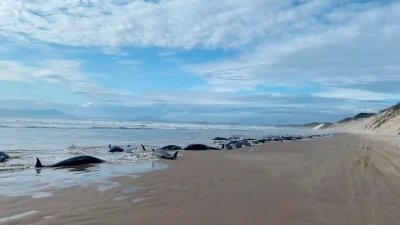 В Австралии более 200 китов выбросились на отмель