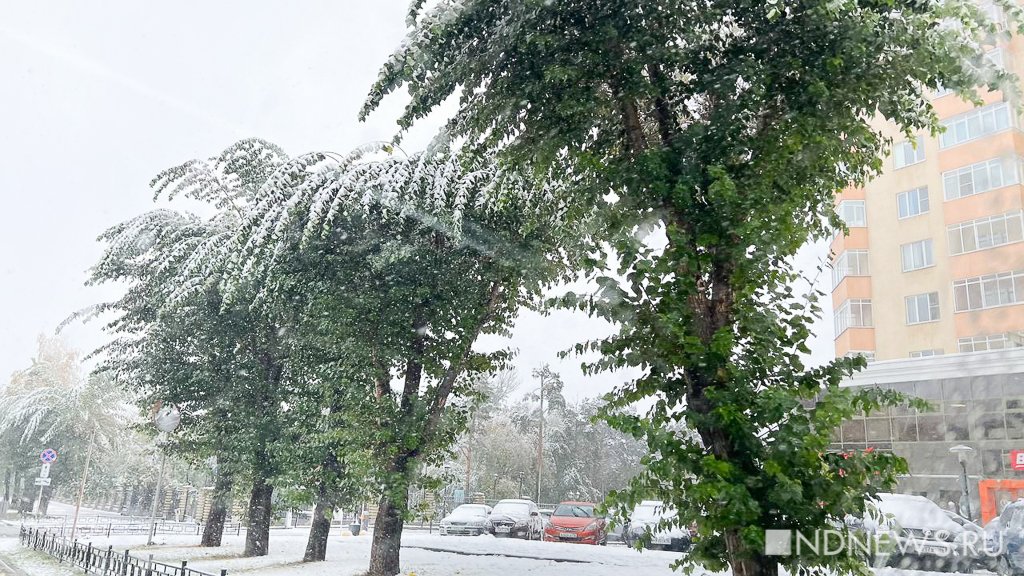 Из-за снега тополя стали похожи на пальмы (ФОТО)