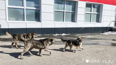 В Приамурье стая чипированных собак искусала школьницу