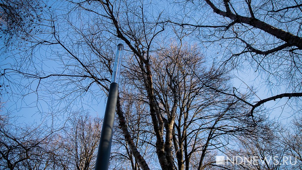 В Екатеринбурге обрежут и вырубят деревья на гостевом маршруте Универсиады