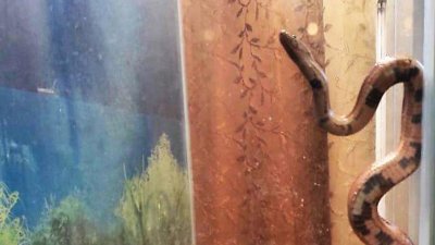 Полутораметровая экзотическая змея заползла в подмосковную квартиру через вентиляцию