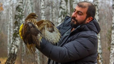 Челябинские зоозащитники вернули свободу спасённому ястребу