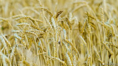 Минсельхоз США снизил оценку мирового сбора пшеницы
