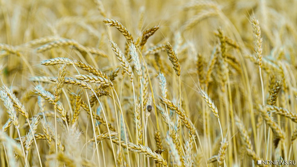 Доходы Украины от экспорта зерна рухнули почти вдвое