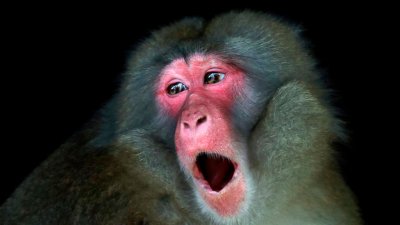 Оспа обезьян: человечество никогда с такой проблемой не сталкивалось