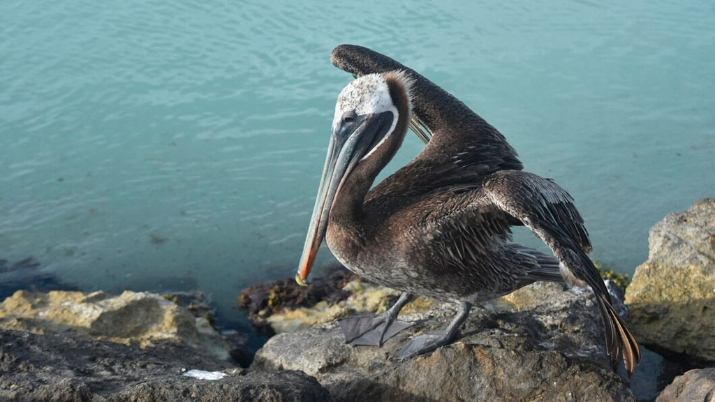 В Перу из-за птичьего гриппа погибли более 10 тысяч пеликанов