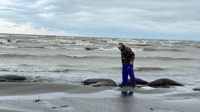 На побережье Каспийского моря обнаружено более 700 мертвых тюленей