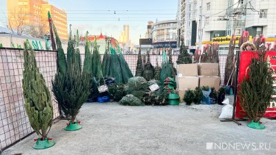 На улицах Екатеринбурга открываются елочные базары (ФОТО)