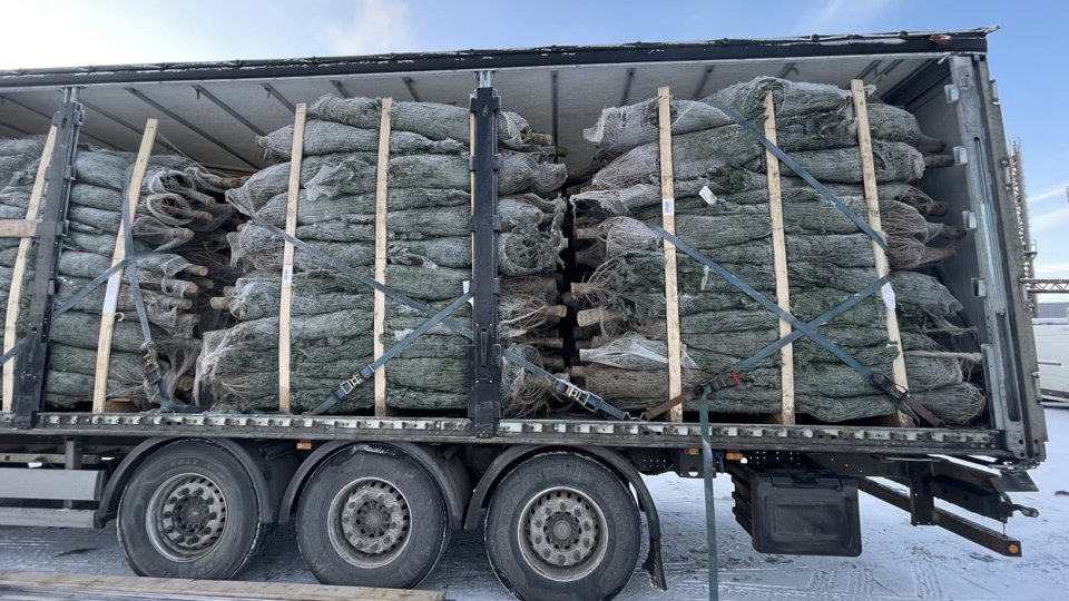 Московские таможенники оформили ввоз почти 140 тысяч новогодних елок