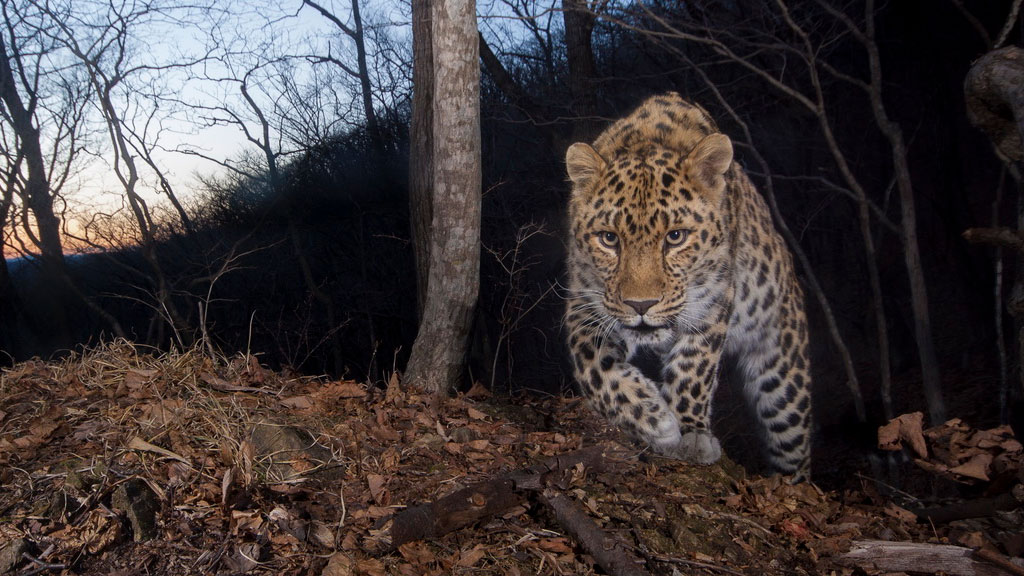 В России растет число редчайших дальневосточных леопардов
