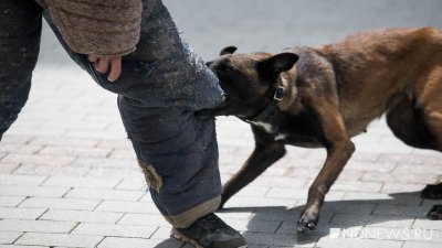 Тазовские чиновники заплатят за нападение бездомного пса на ребёнка
