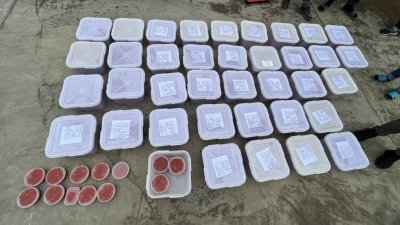 На Сахалине полиция изъяла полтонны красной икры без документов