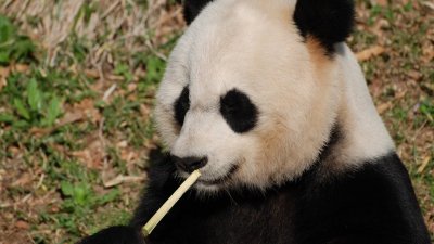 Финнам не хватило денег для оплаты привезенных из Китая панд