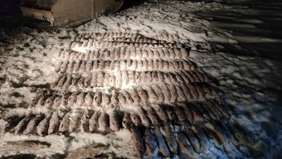 Сотрудники ФСБ на Ямале поймали браконьера с сотнями килограммов муксуна, нельмы, чира (ФОТО)