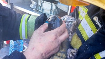 Уральские пожарные научатся реанимировать кошек и собак