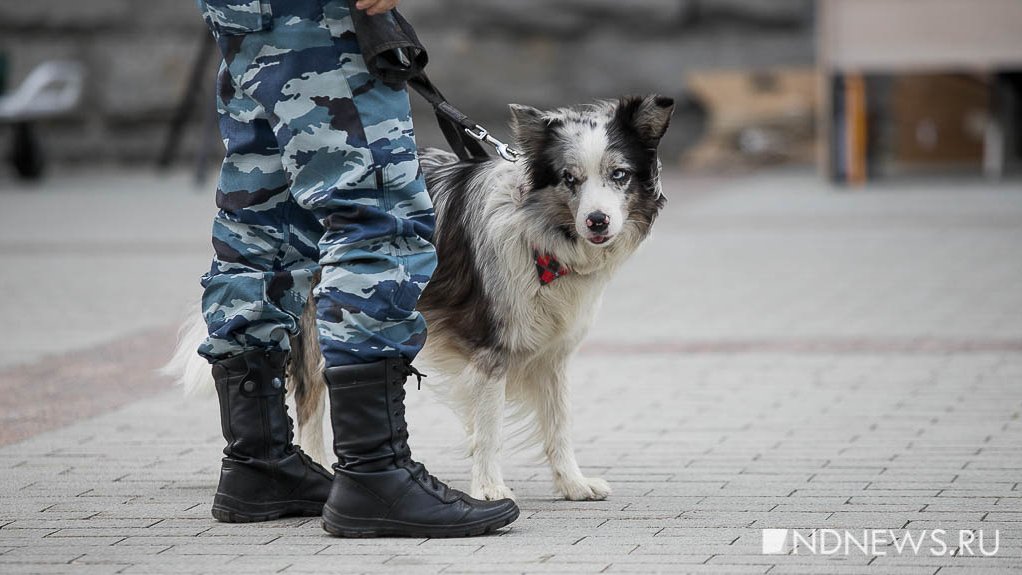 Полиция Ямала умолчала об итогах проверок по сообщениям об убийстве собак