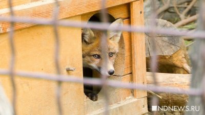 В Полевском снова ввели карантин по бешенству из-за трупа лисы