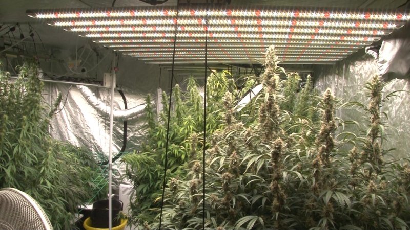 В частном доме в СНТ обнаружена плантация марихуаны (ФОТО)